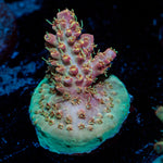 Buzz LightYear Acropora Coral with branching growth in reef aquarium