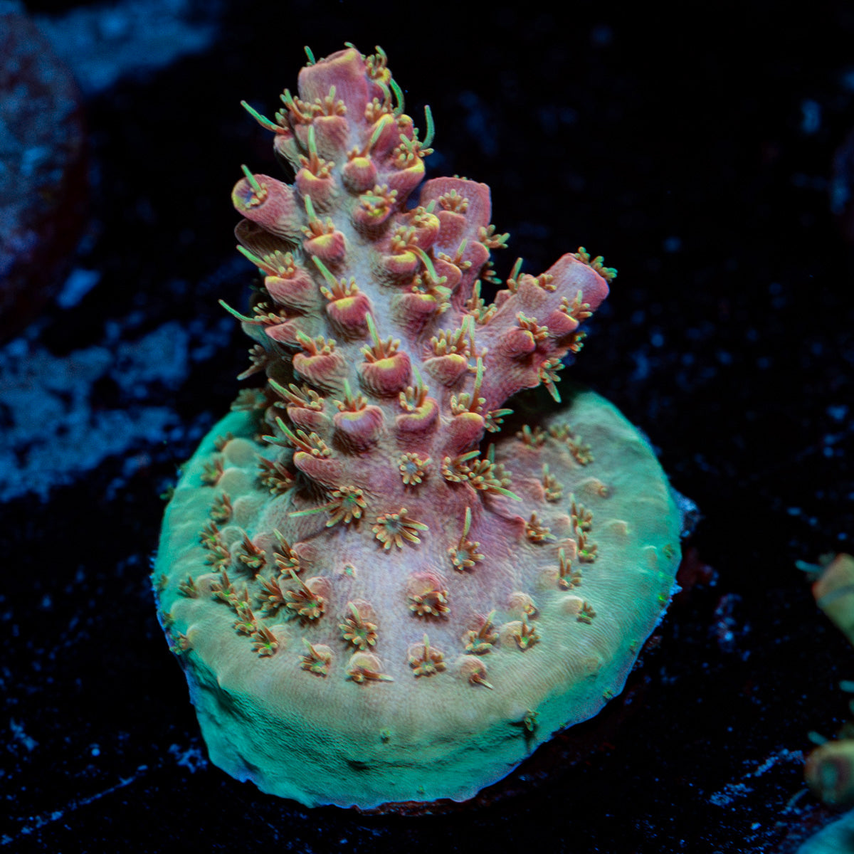Buzz LightYear Acropora Coral with branching growth in reef aquarium
