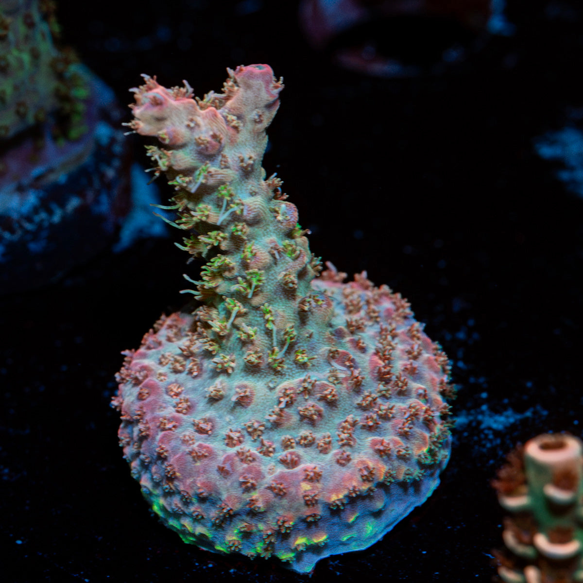 Buzz LightYear Acropora Coral with branching growth in reef aquarium
