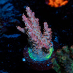 Purple Rain Acropora Coral with branching growth in reef aquarium