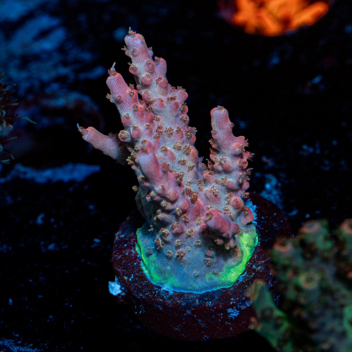 Purple Rain Acropora Coral with branching growth in reef aquarium