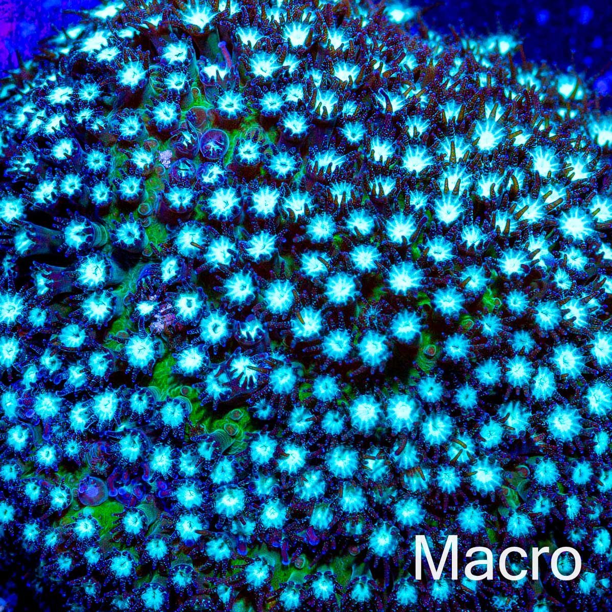 JF Grassy Fields Stylocoeniella