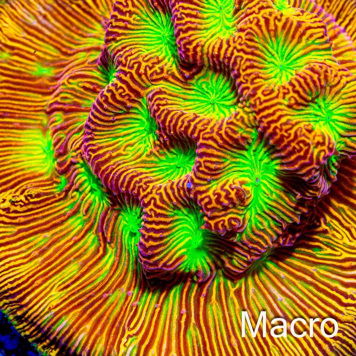 Jack-o-Lantern Leptoseris