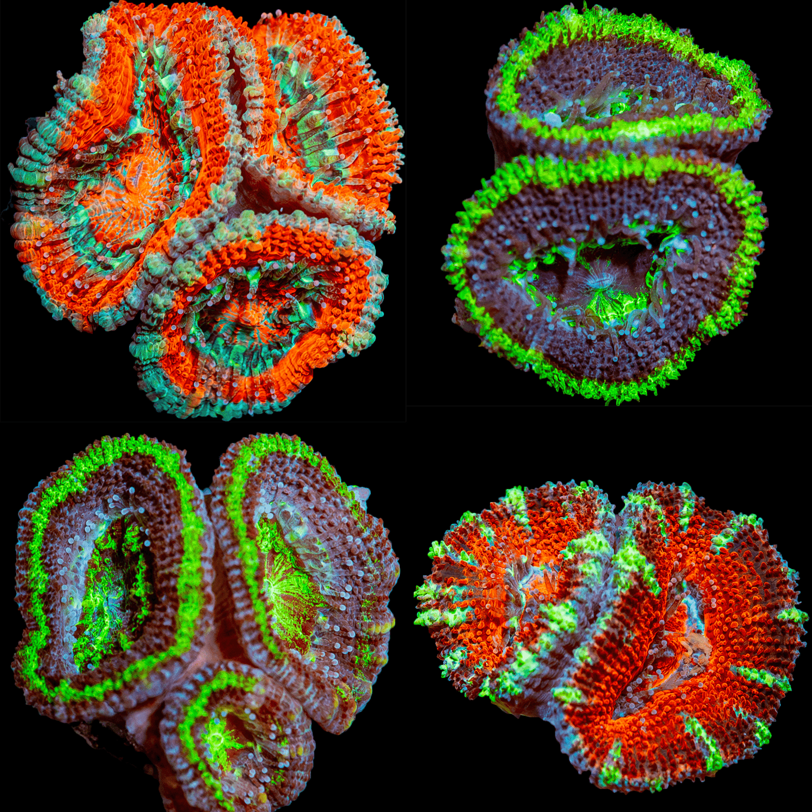 Acan/ Micromussa Four Pack
