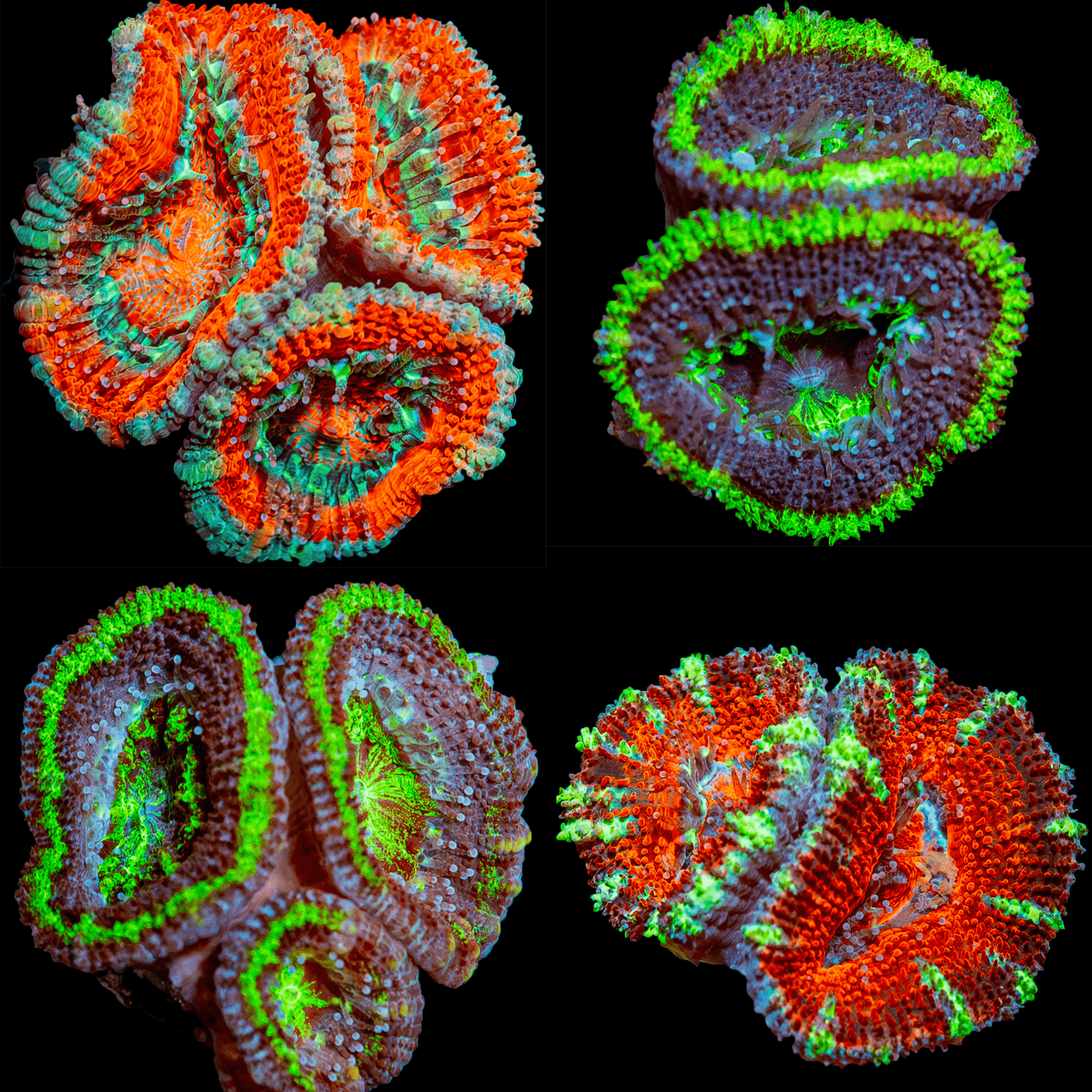 Acan/ Micromussa Four Pack - riptide aquaculture llc