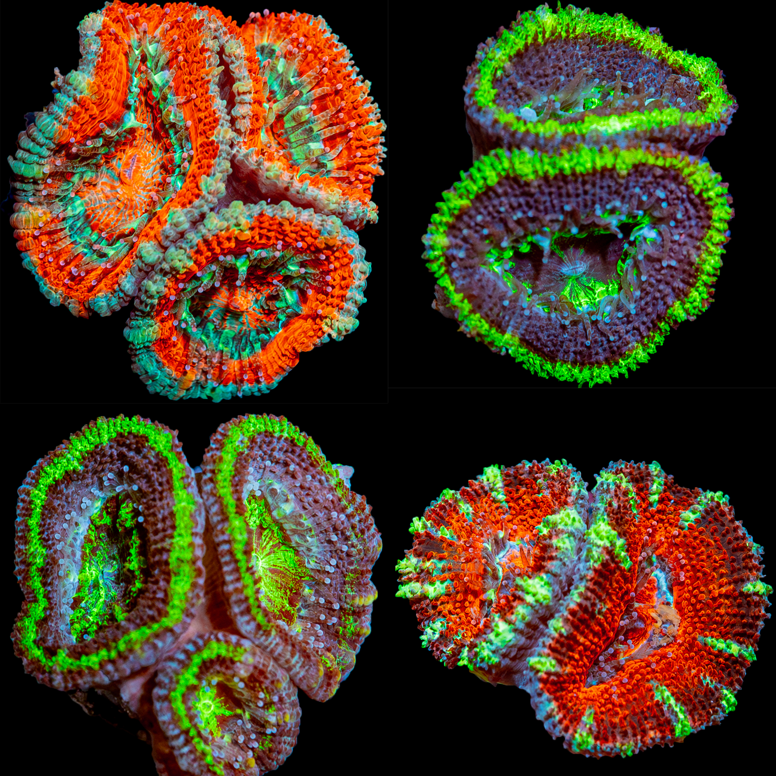 Collection of Acan/Micromussa corals featured in an Acan pack, perfect for coral sales. The image displays a variety of colors and textures: top left shows orange and green, top right showcases brown and green, bottom left features green and brown, and bottom right highlights red and orange, all vibrant and ideal for enhancing aquarium aesthetics.