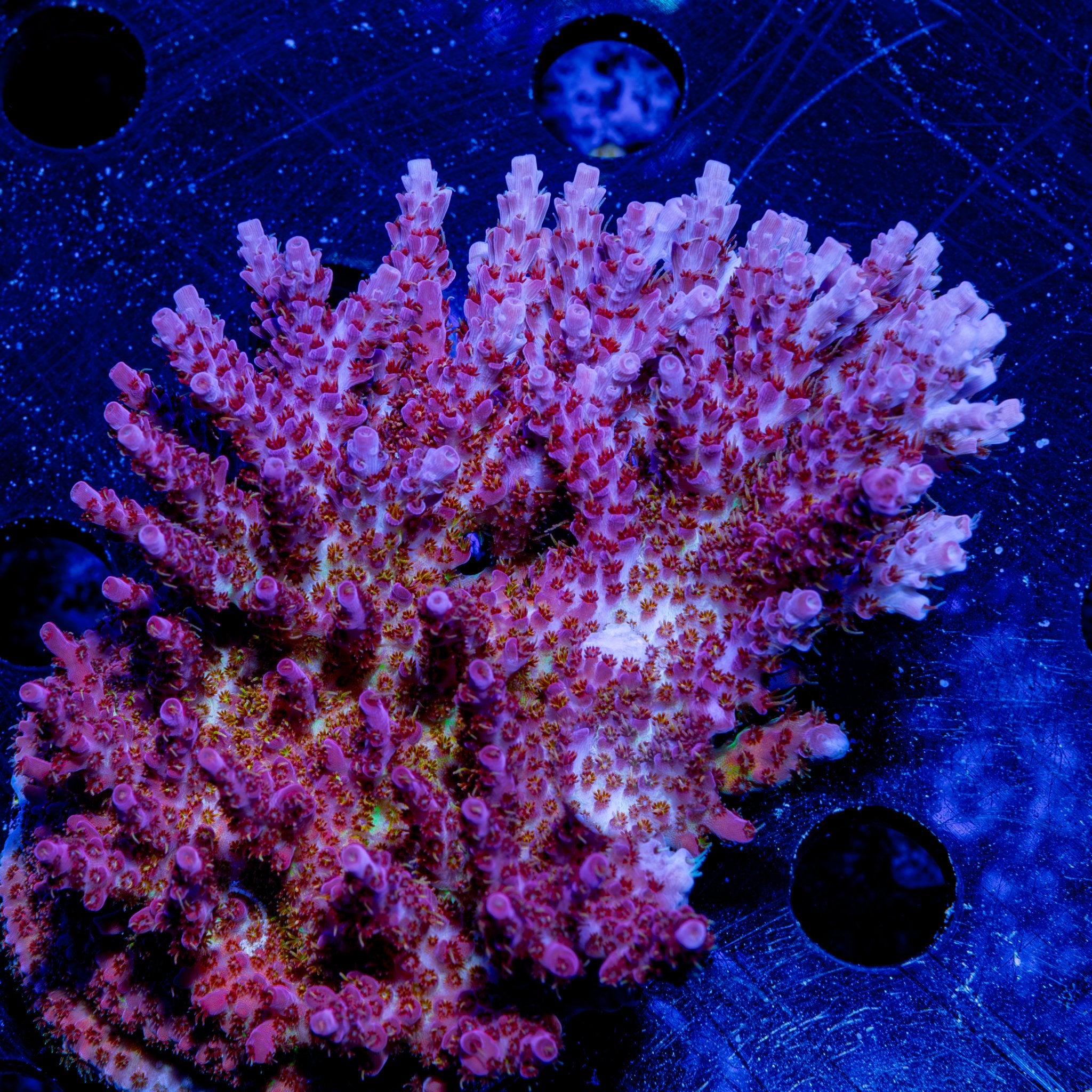 Riptide Aquaculture Night Fury Acropora coral under white light, displaying vibrant red and purple coloration with detailed structure.