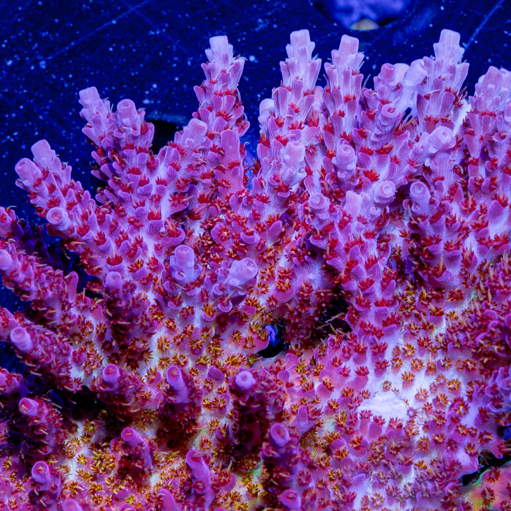 Macro shot of Riptide Aquaculture Night Fury Acropora coral under blue light, capturing intricate polyps and vibrant textures up close.
