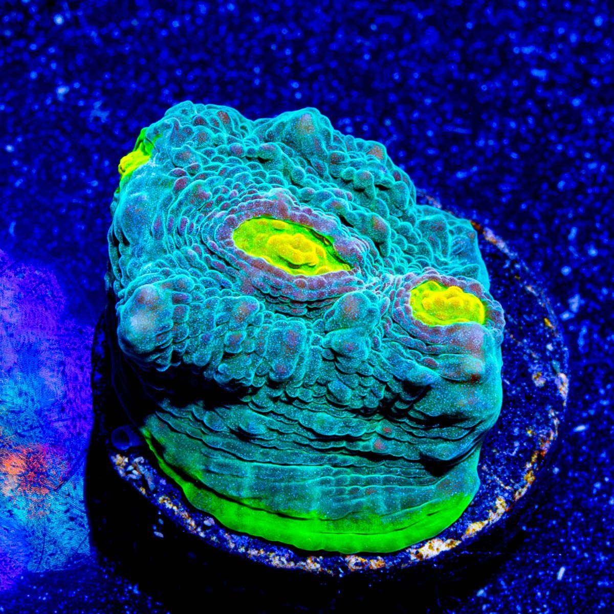 Limewire Chalice - riptide aquaculture llc