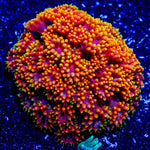 Rainbow Micro Goniopora - riptide aquaculture llc