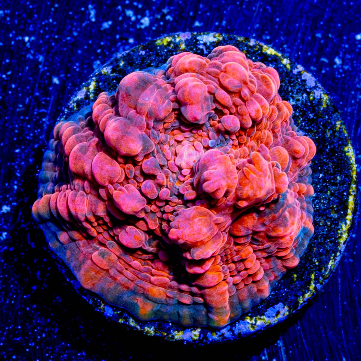 Jolly Rancher Chalice - riptide aquaculture llc