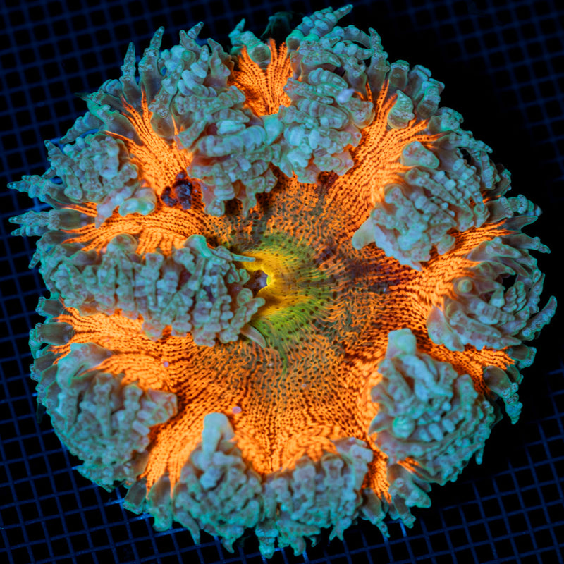 Ultra Rock Flower Anemone with colorful oral disc in reef aquarium