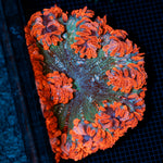 Ultra Rock Flower Anemone with colorful oral disc in reef aquarium