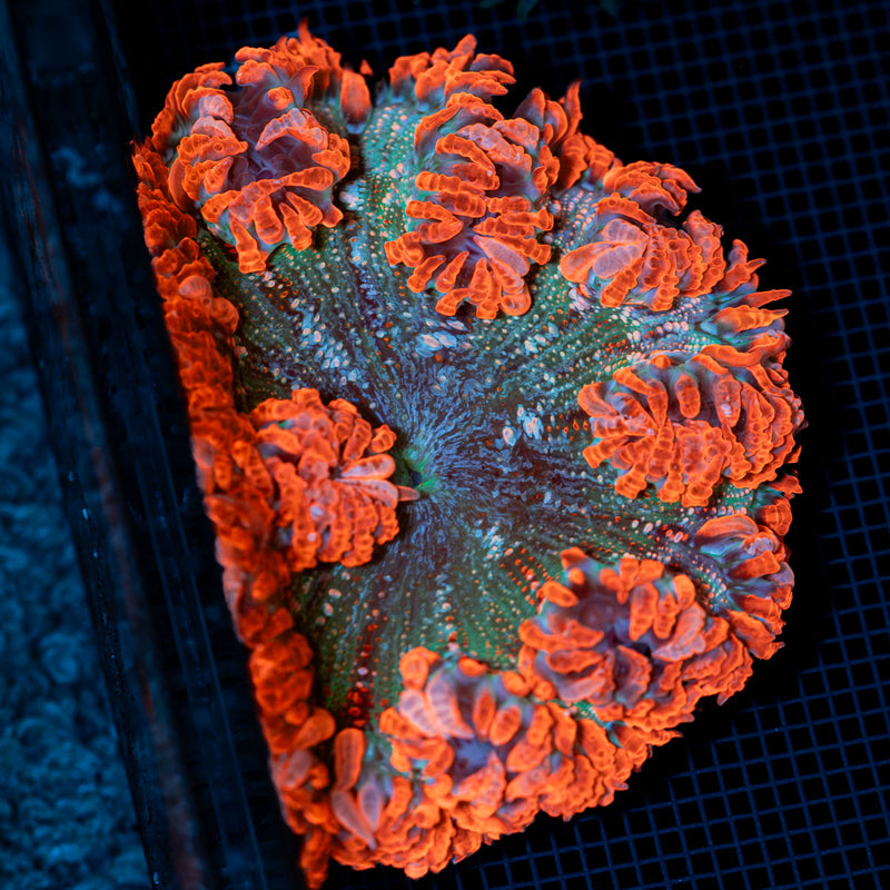 Ultra Rock Flower Anemone with colorful oral disc in reef aquarium