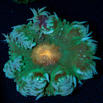 Ultra Rock Flower Anemone with colorful oral disc in reef aquarium
