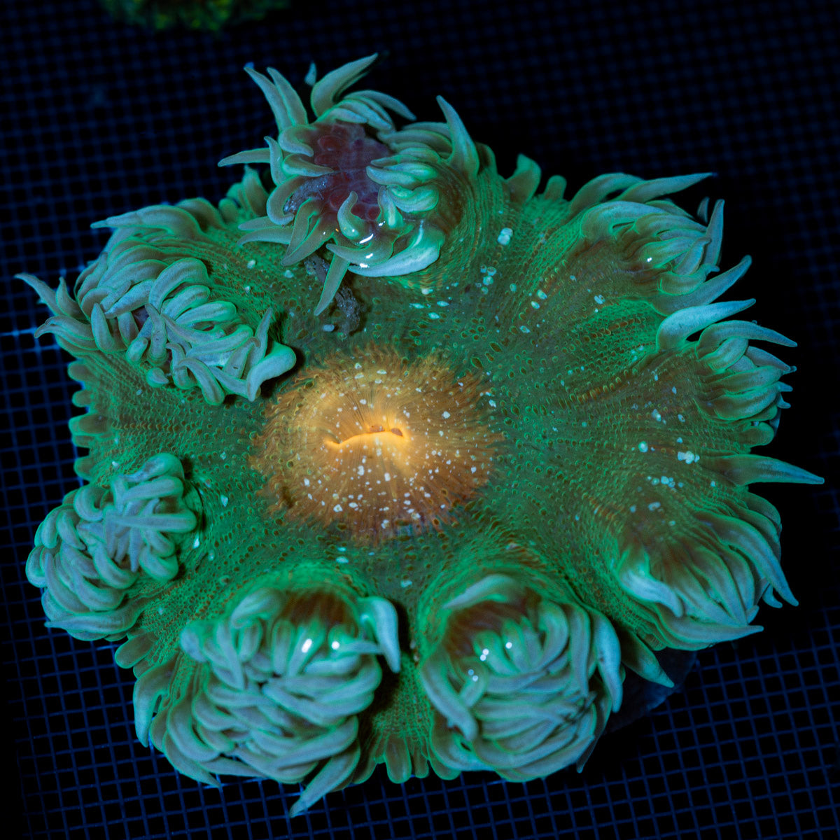 Ultra Rock Flower Anemone with colorful oral disc in reef aquarium