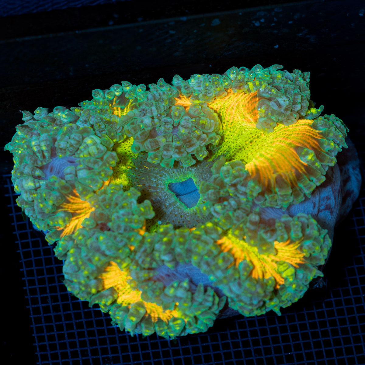 Ultra Rock Flower Anemone with colorful oral disc in reef aquarium