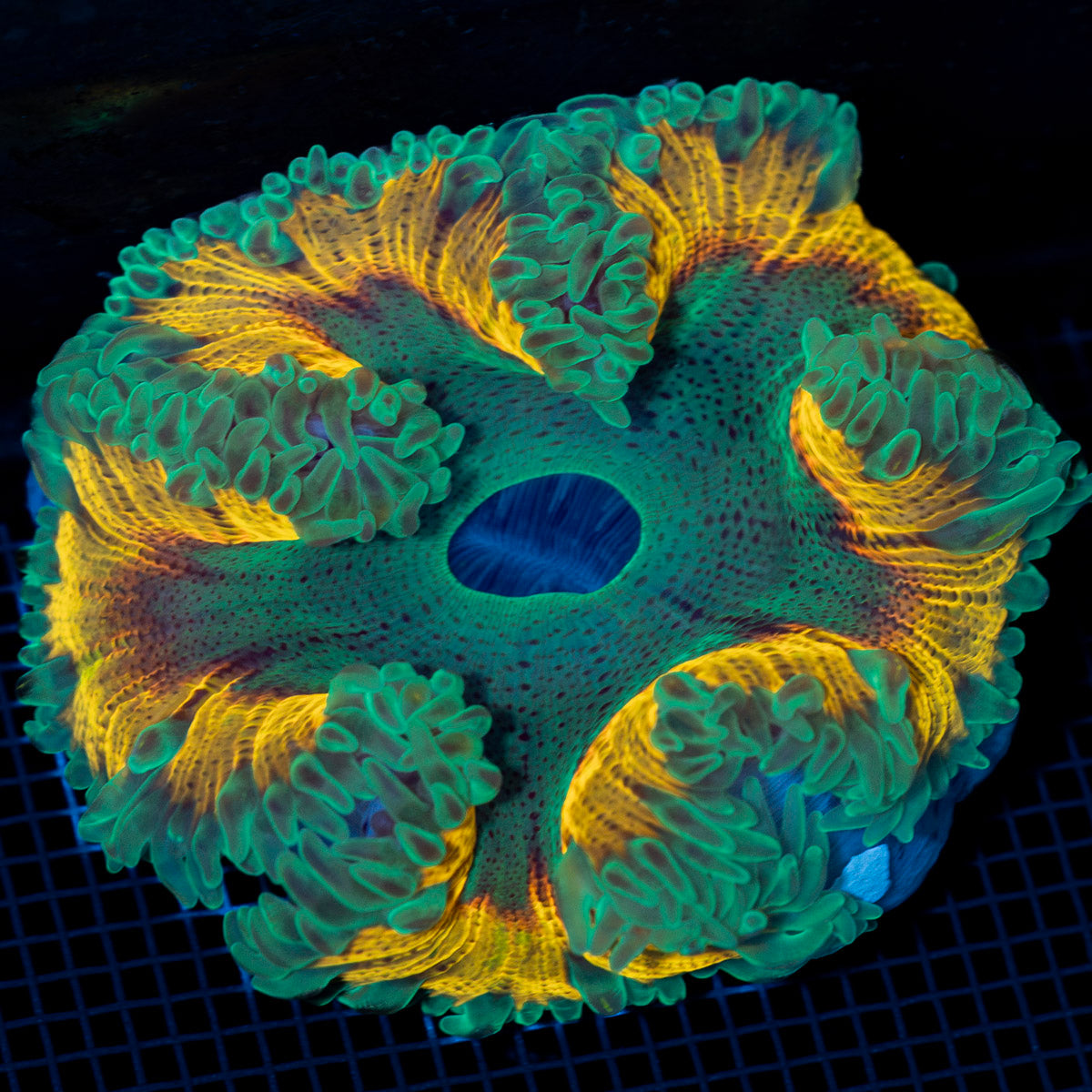 Ultra Rock Flower Anemone with colorful oral disc in reef aquarium