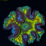 Ultra Rock Flower Anemone with colorful oral disc in reef aquarium
