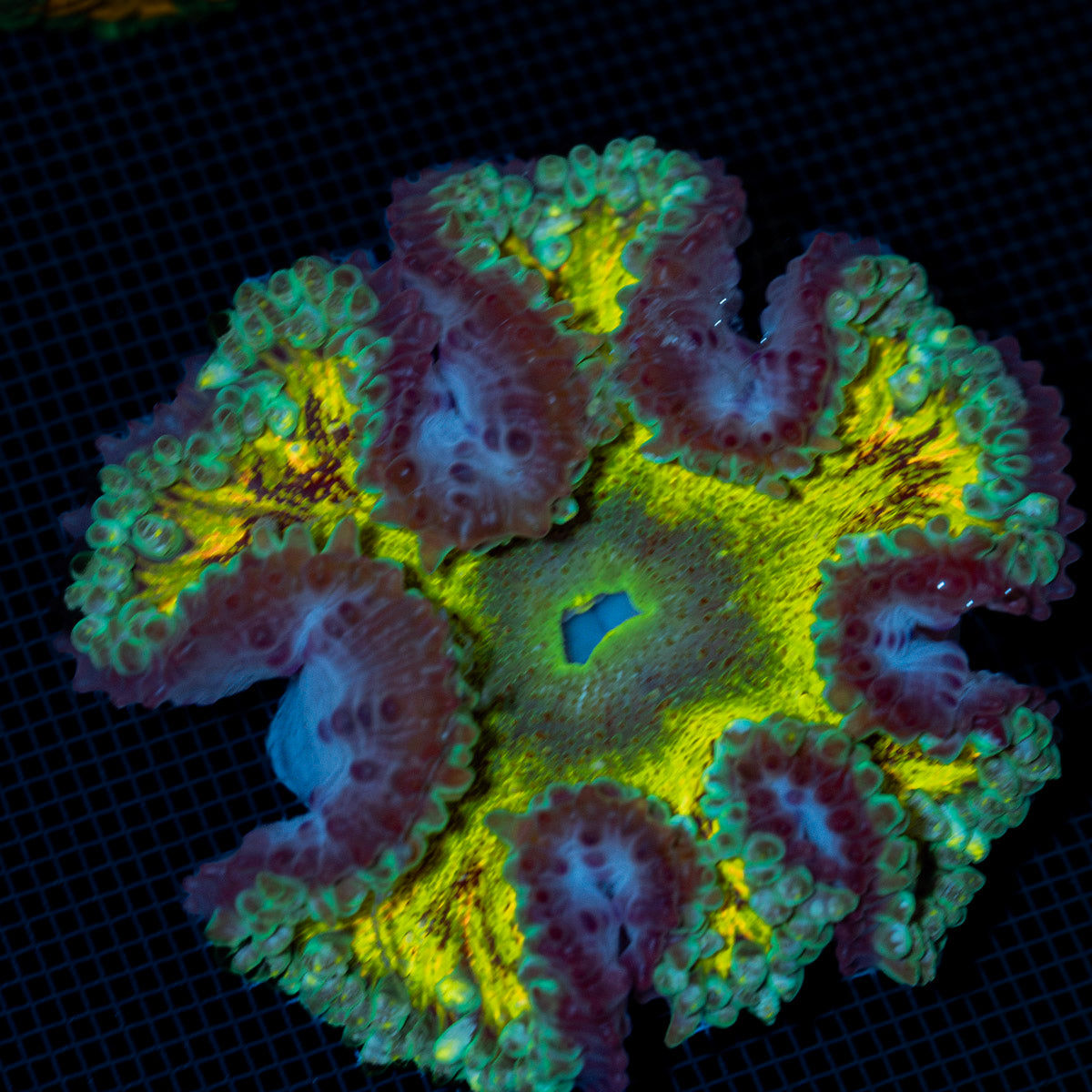 Ultra Rock Flower Anemone with colorful oral disc in reef aquarium