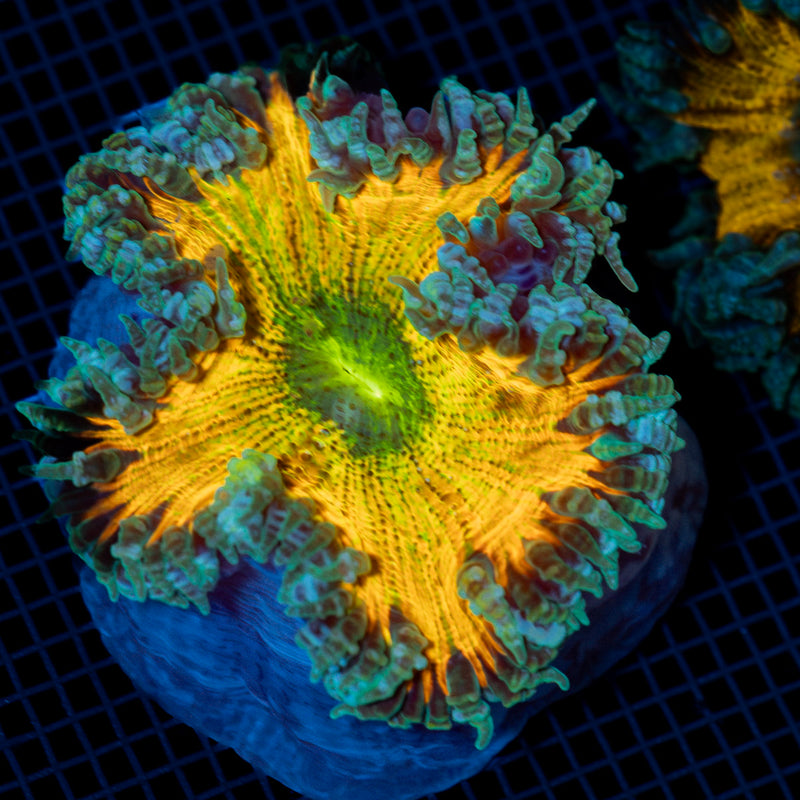 Ultra Rock Flower Anemone with colorful oral disc in reef aquarium