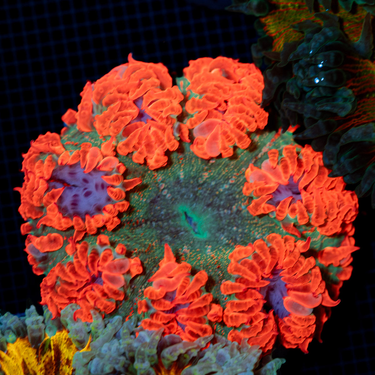 Ultra Rock Flower Anemone with colorful oral disc in reef aquarium