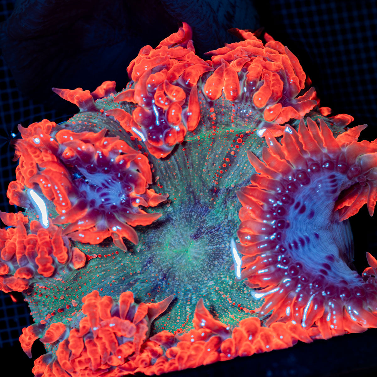 Ultra Rock Flower Anemone showcasing its colorful oral disc in reef aquarium
