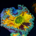 Ultra Rock Flower Anemone with colorful oral disc in reef aquarium