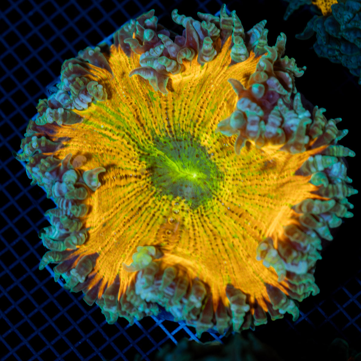 Ultra Rock Flower Anemone with colorful oral disc in reef aquarium
