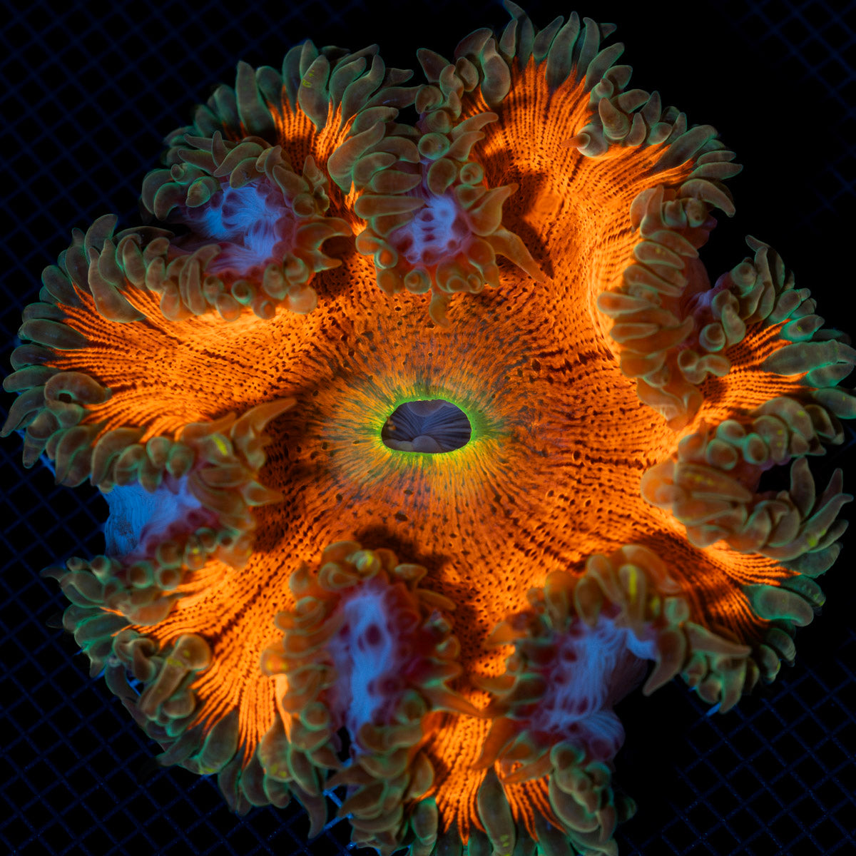 Ultra Rock Flower Anemone with colorful oral disc in reef aquarium