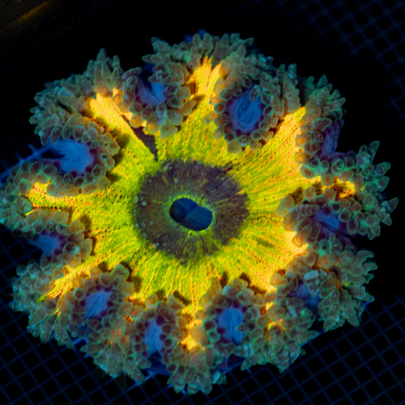 Ultra Rock Flower Anemone with colorful oral disc in reef aquarium
