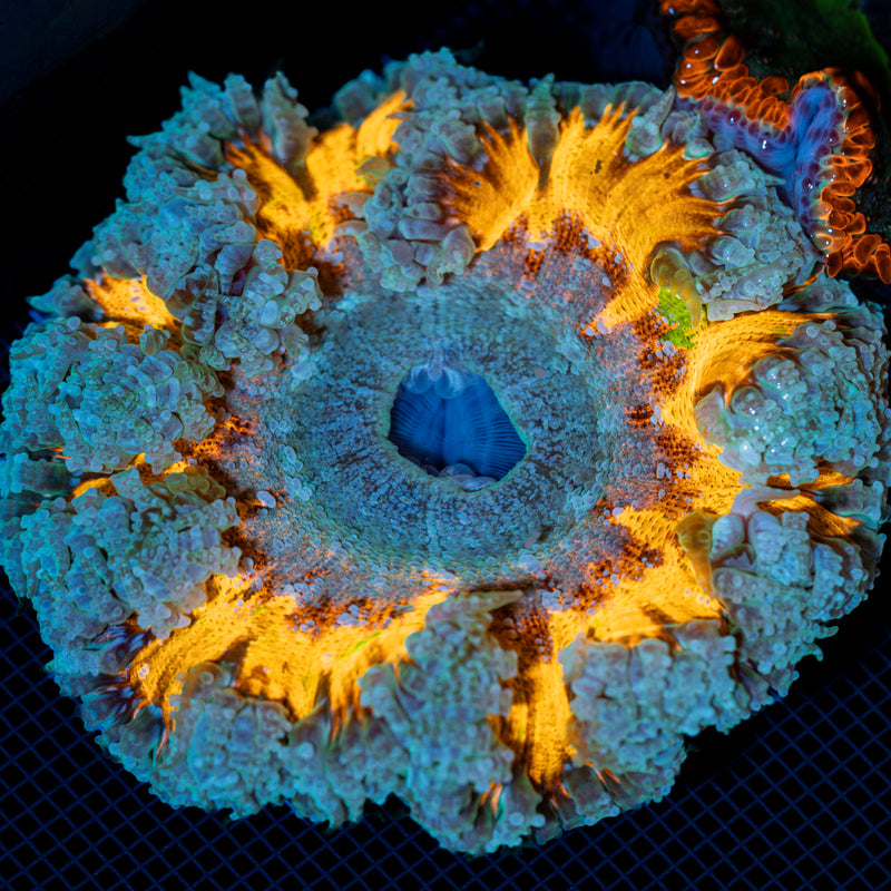 Ultra Rock Flower Anemone with colorful oral disc in reef aquarium