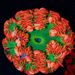 Ultra Rock Flower Anemone with colorful oral disc in reef aquarium