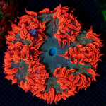 Ultra Rock Flower Anemone with colorful oral disc in reef aquarium