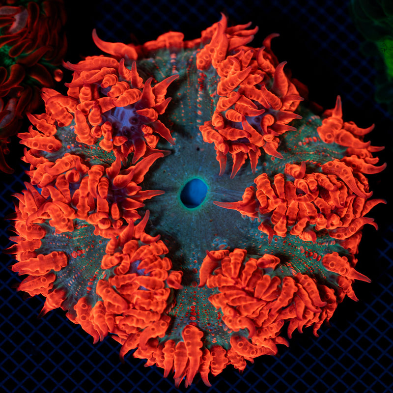 Ultra Rock Flower Anemone with colorful oral disc in reef aquarium