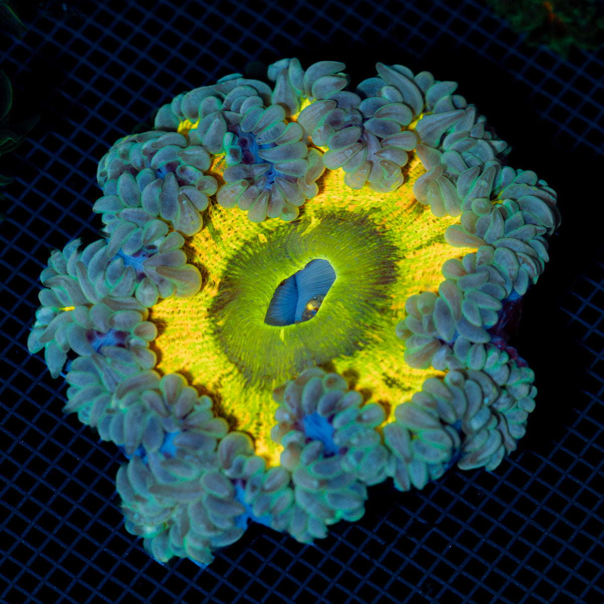Ultra Rock Flower Anemone with colorful oral disc in reef aquarium