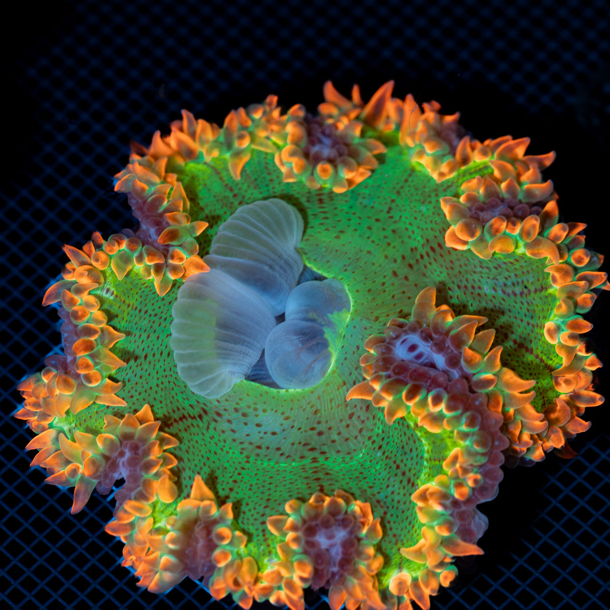 Ultra Rock Flower Anemone with colorful oral disc in reef aquarium