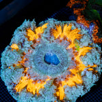 Ultra Rock Flower Anemone with colorful oral disc in reef aquarium