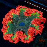 Ultra Rock Flower Anemone with colorful oral disc in reef aquarium