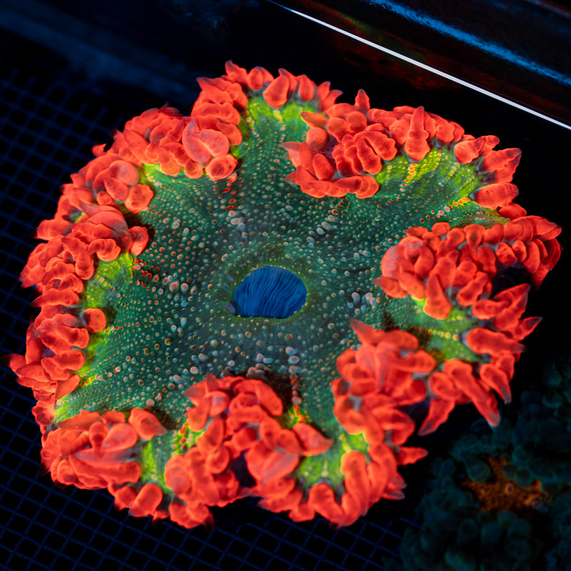 Ultra Rock Flower Anemone with colorful oral disc in reef aquarium