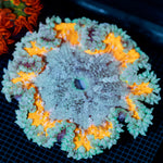 Ultra Rock Flower Anemone with colorful oral disc in reef aquarium