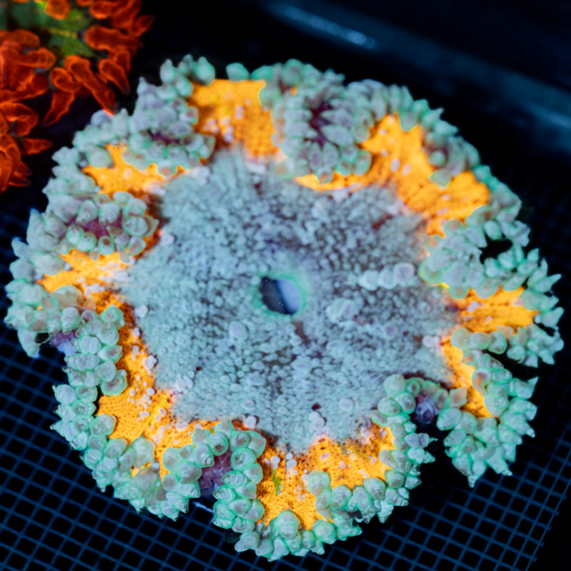 Ultra Rock Flower Anemone with colorful oral disc in reef aquarium