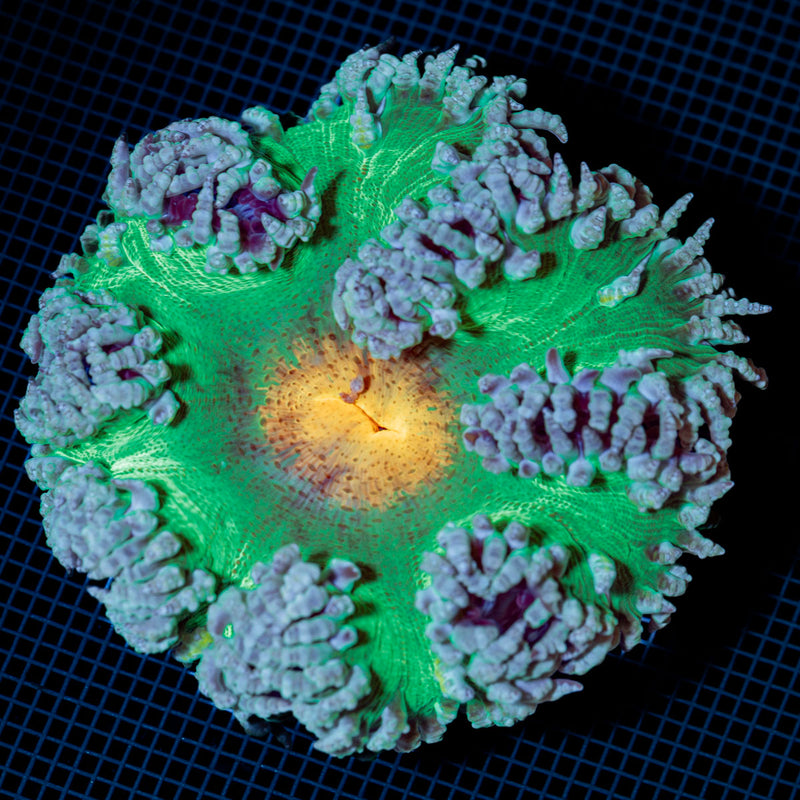 Ultra Rock Flower Anemone with colorful oral disc in reef aquarium