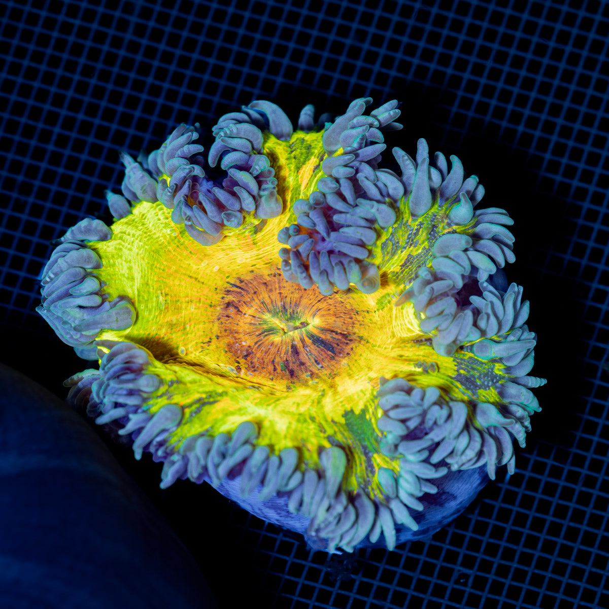 Ultra Rock Flower Anemone showcasing its colorful oral disc in reef aquarium
