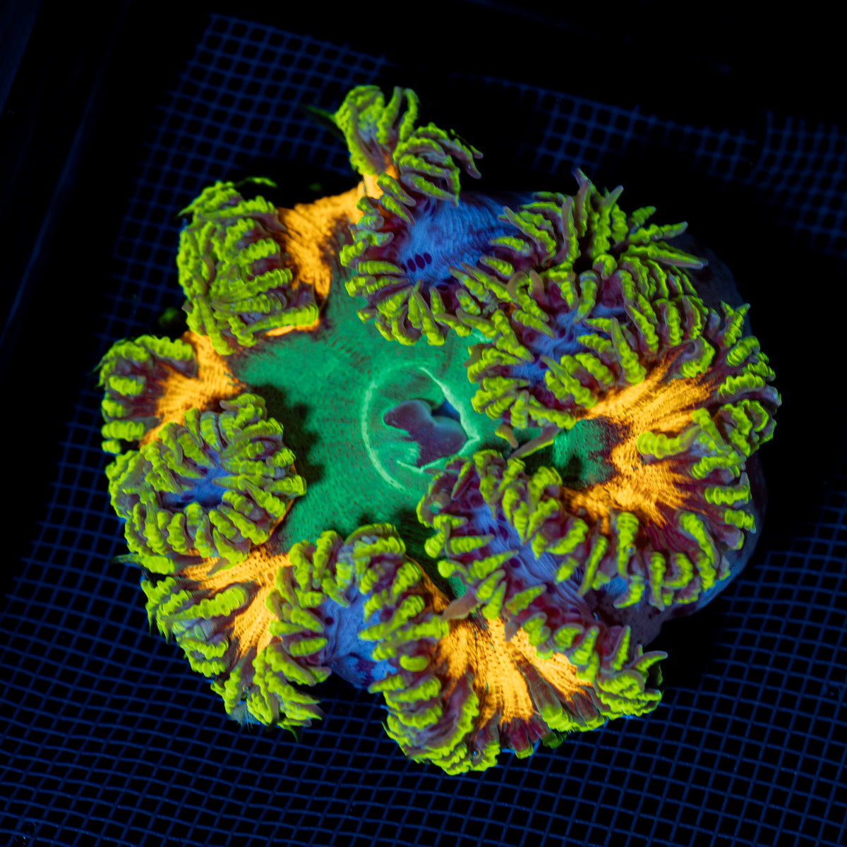 Ultra Rock Flower Anemone showcasing its colorful oral disc in reef aquarium
