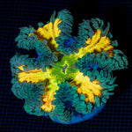 Ultra Rock Flower Anemone with colorful oral disc in reef aquarium