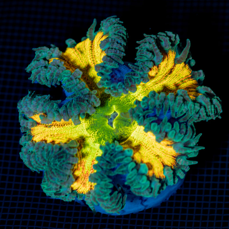 Ultra Rock Flower Anemone with colorful oral disc in reef aquarium