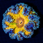 Ultra Rock Flower Anemone with colorful oral disc in reef aquarium