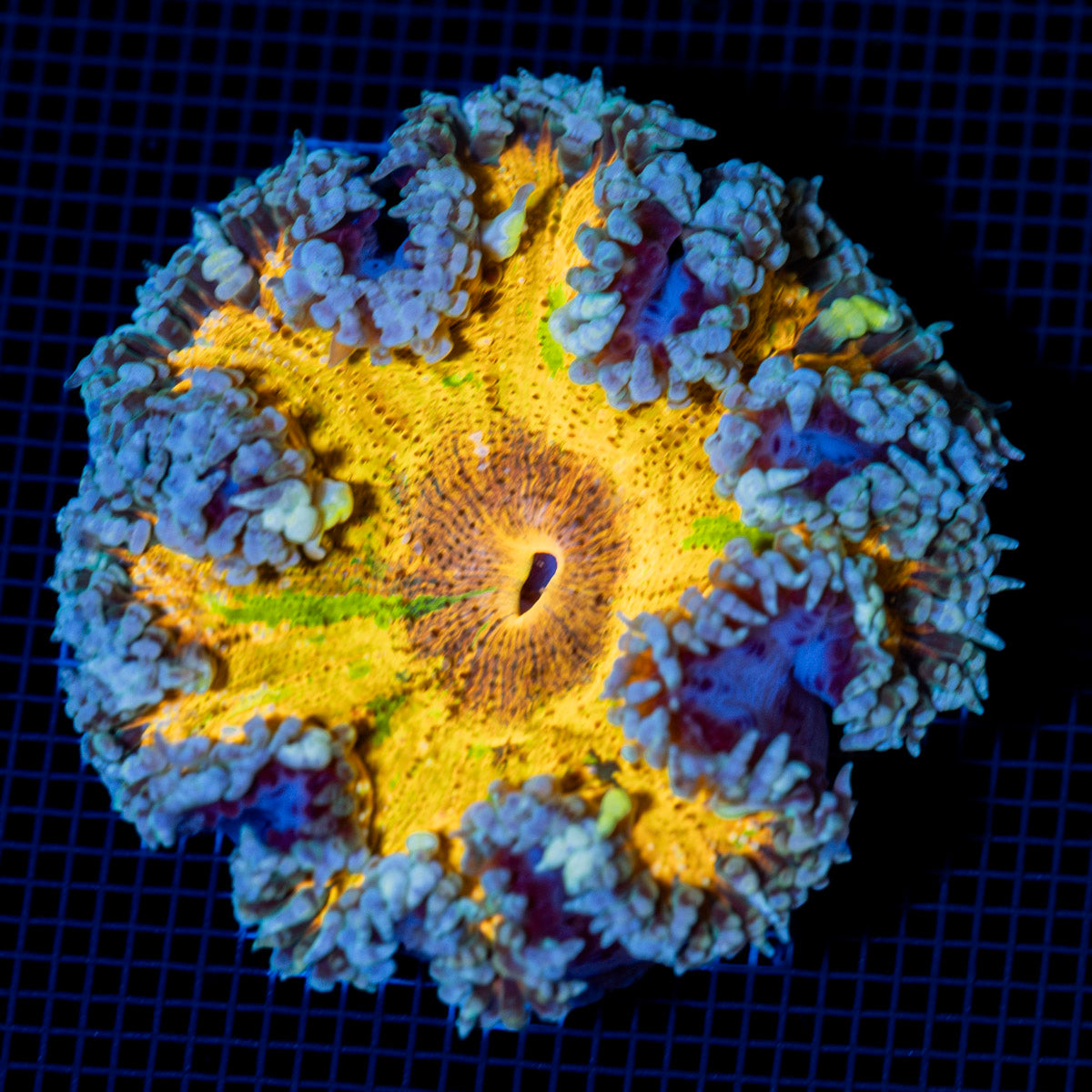 Ultra Rock Flower Anemone with colorful oral disc in reef aquarium