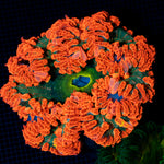 Ultra Rock Flower Anemone with colorful oral disc in reef aquarium